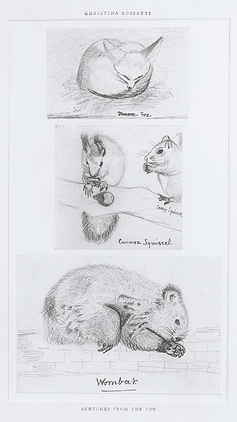 File:Christina Rossetti Three Animal Studies including Wombat.jpg
