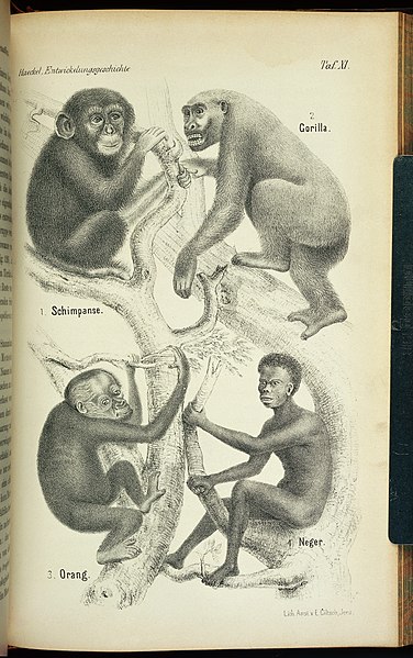 File:Plate from Haeckel, Anthropogenie Wellcome L0033034.jpg