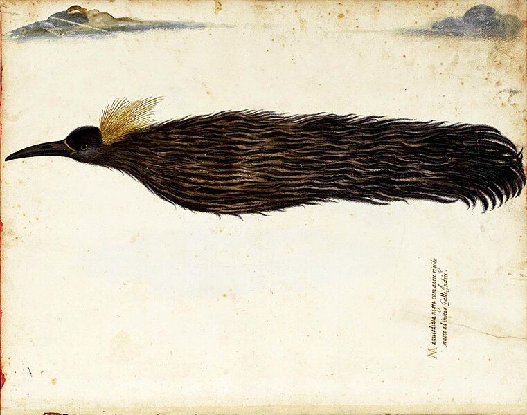File:Bird of Paradise from Ulisse Aldrovandi's Ornotologia.jpg